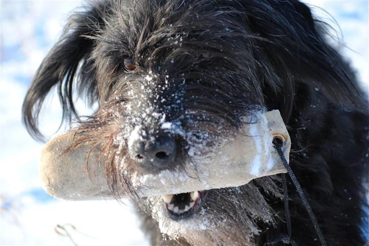 Blanding af racer Kiki - RIP billede 12