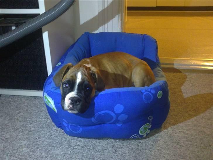Boxer Zeus - Lille Zeus kort tid efter at han er kommet hjem, for aller første gang. billede 1