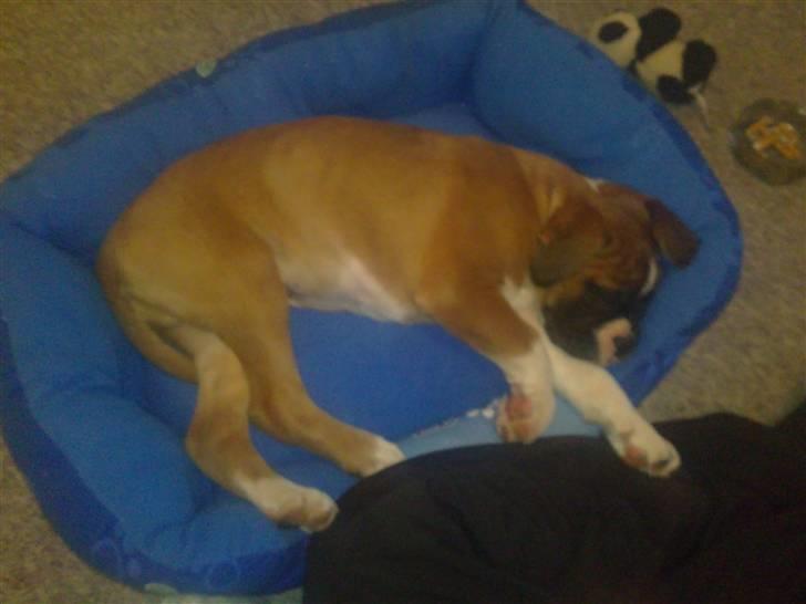 Boxer Zeus billede 2