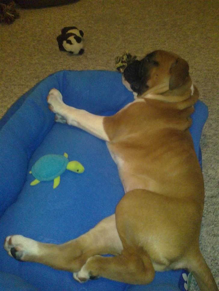 Boxer Zeus billede 3