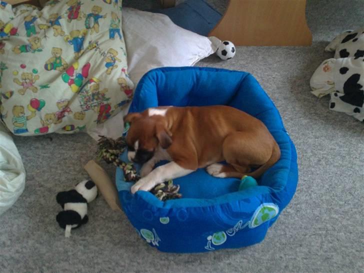 Boxer Zeus billede 4