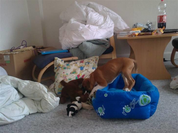 Boxer Zeus billede 5