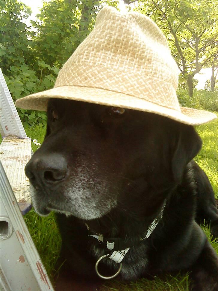 Labrador retriever Rofus - En dejlig varm sommerdag, men hatten var han ikke tilfreds med efter kort tid;p billede 1