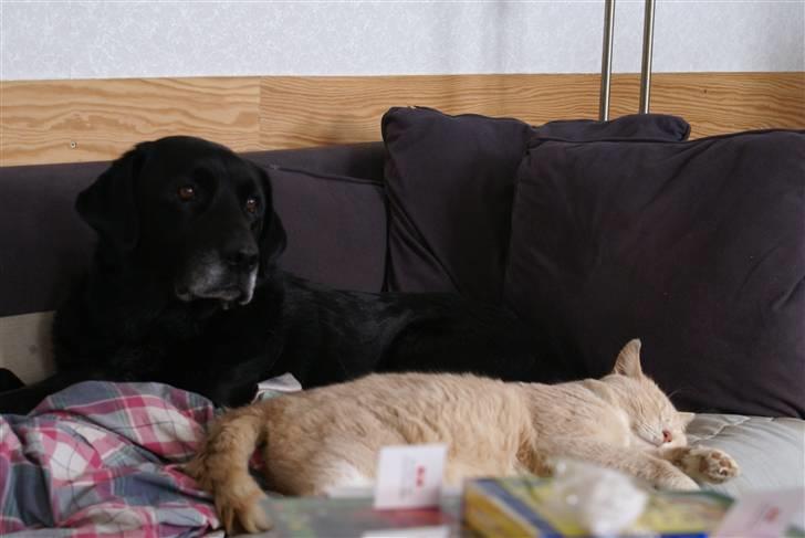 Labrador retriever Rofus - Tja, han tør godt være der, så længe katten sover:D billede 2