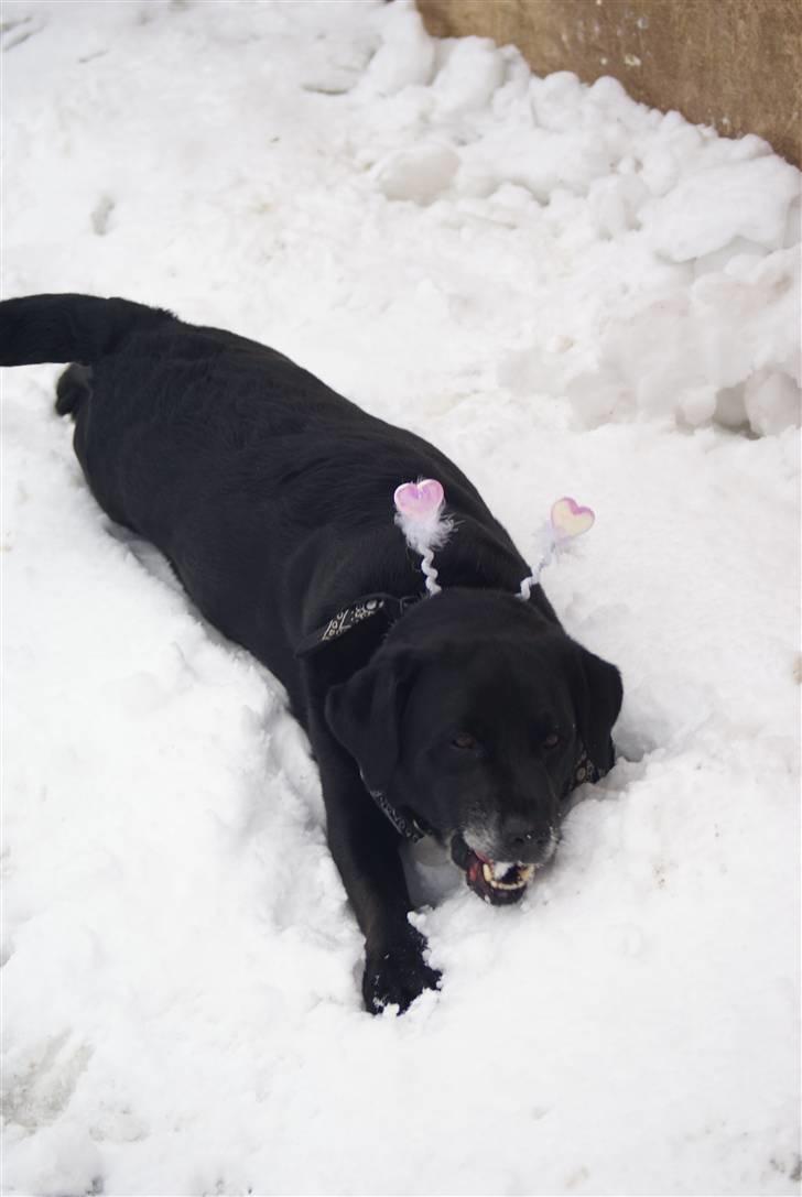 Labrador retriever Rofus - Han får altså mad derhjemme, men han spiser sne alligevel-.-´  billede 3