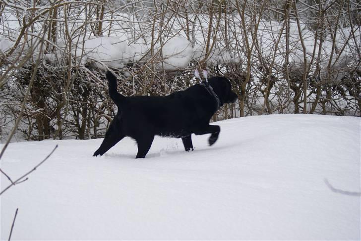 Labrador retriever Rofus - Uh, uh, Han så garanteret en mus lige der:) Havde det været større var han smuttet.. billede 4