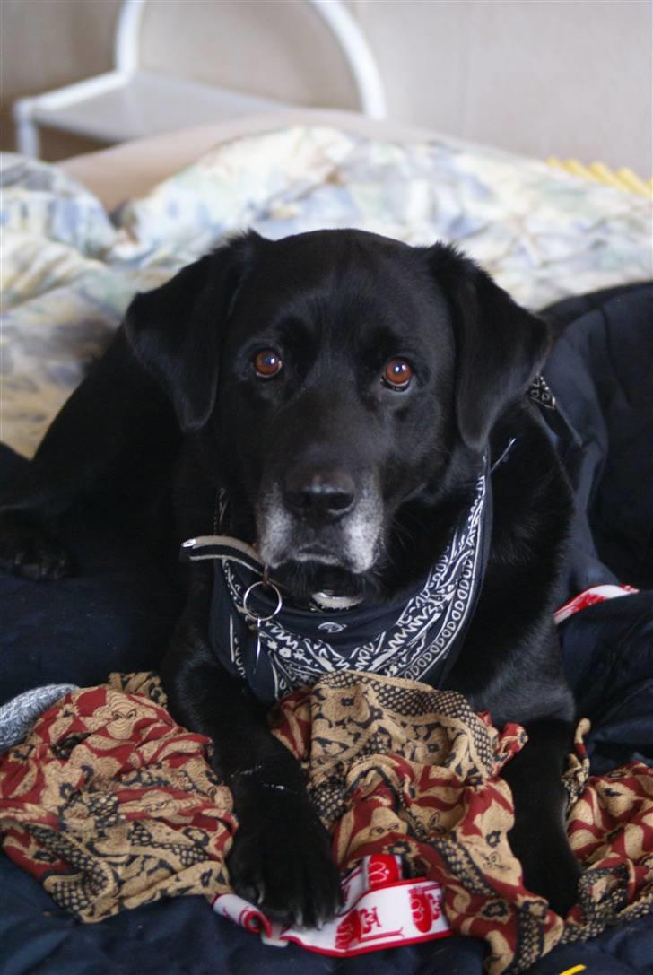 Labrador retriever Rofus - Inde i varmen, og selvfølgelig op i sengen:) billede 5