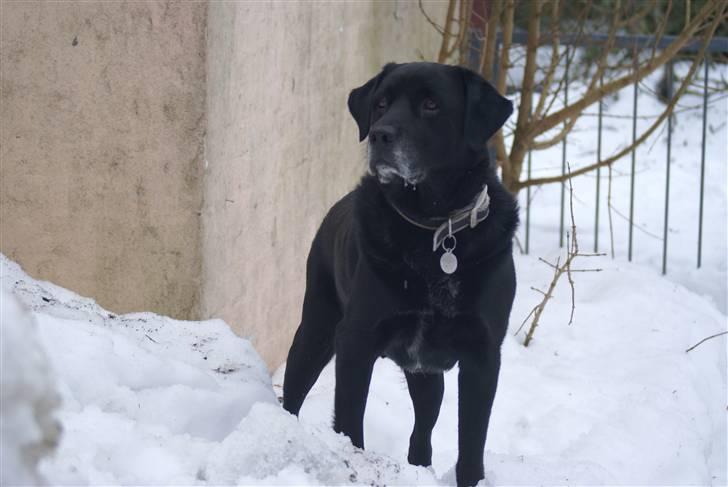Labrador retriever Rofus - Han savler efter at have spist sne:D billede 6