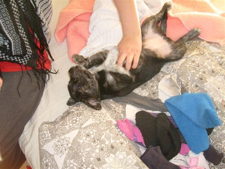 Blanding af racer Mynte billede 1