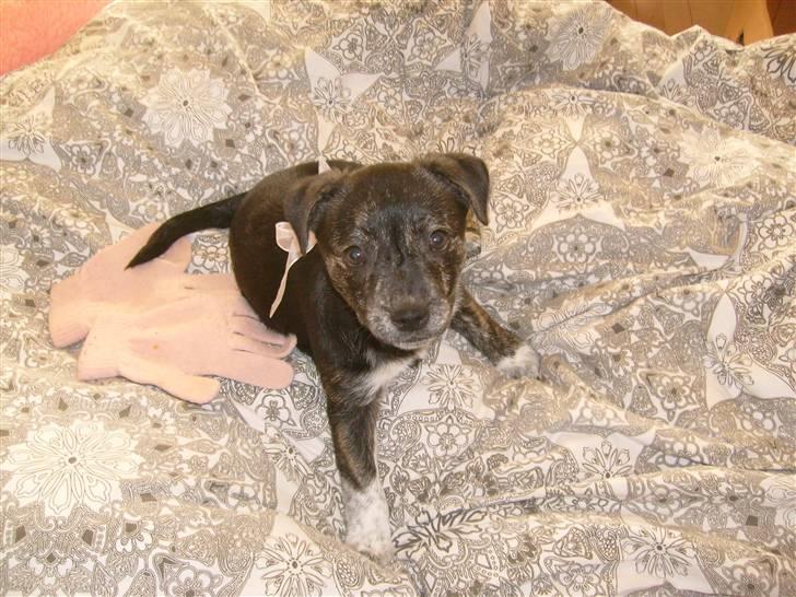 Blanding af racer Mynte billede 2