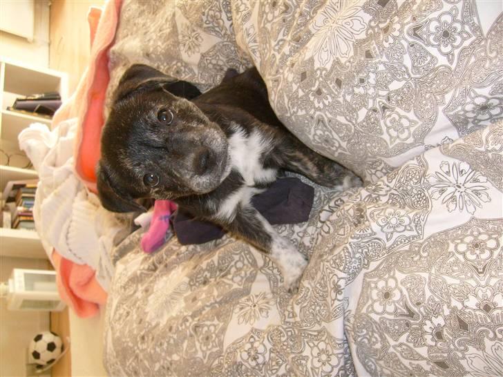 Blanding af racer Mynte billede 3