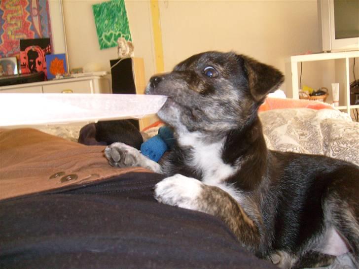 Blanding af racer Mynte billede 4