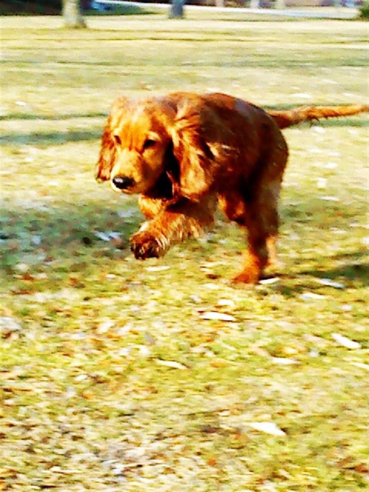 Cocker spaniel Balou - Nyt: Balou løber sig tør efter en tur i søen  billede 13