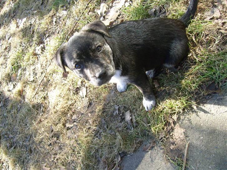 Blanding af racer Mynte billede 5