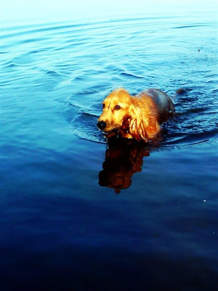 Cocker spaniel Balou billede 11