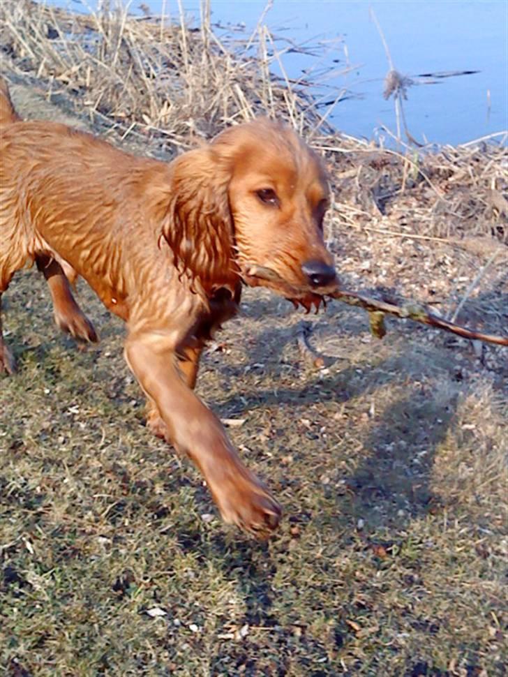 Cocker spaniel Balou - En meget stolt Balou har lige hentet pinden i vandet  billede 12