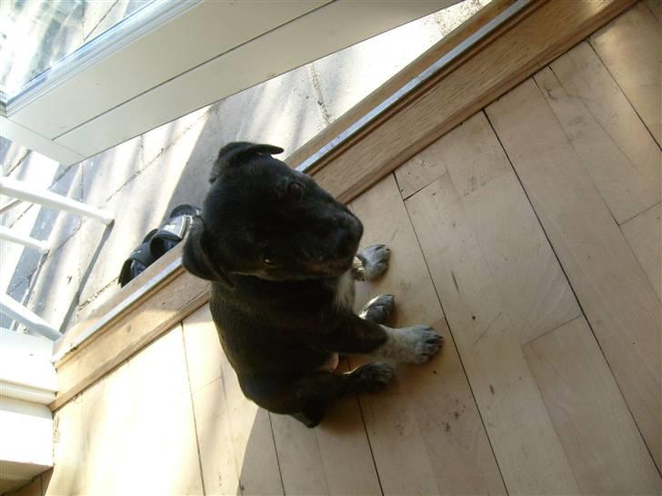 Blanding af racer Mynte billede 6