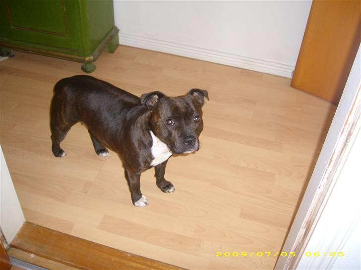 Staffordshire bull terrier Freja billede 1