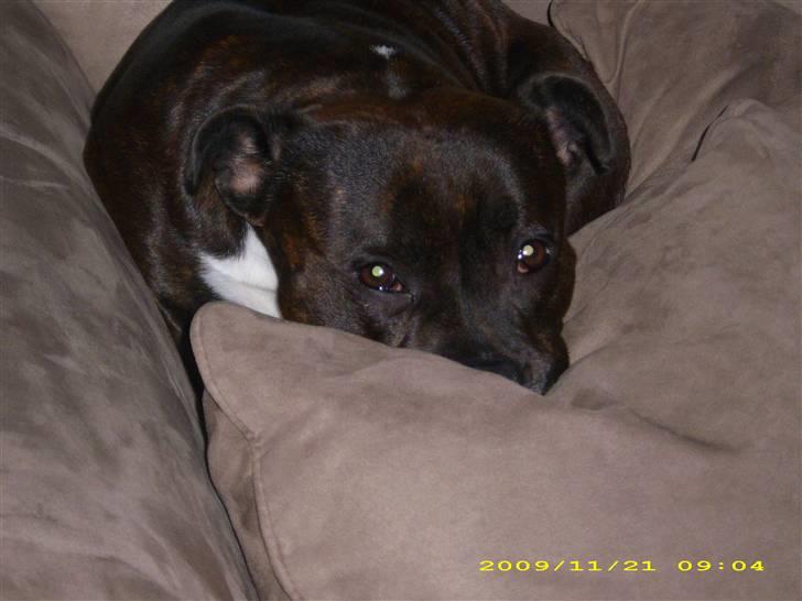 Staffordshire bull terrier Freja billede 2