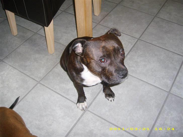 Staffordshire bull terrier Freja billede 3