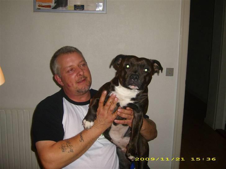 Staffordshire bull terrier Freja billede 4