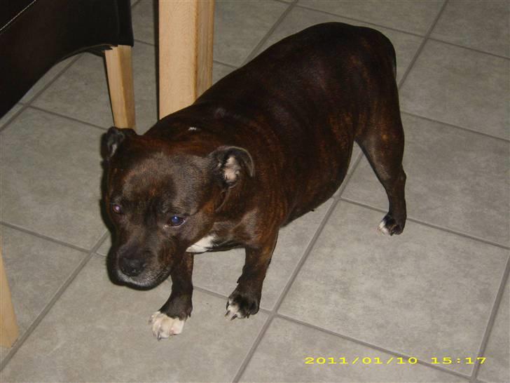 Staffordshire bull terrier Freja - Gravid Freja billede 5