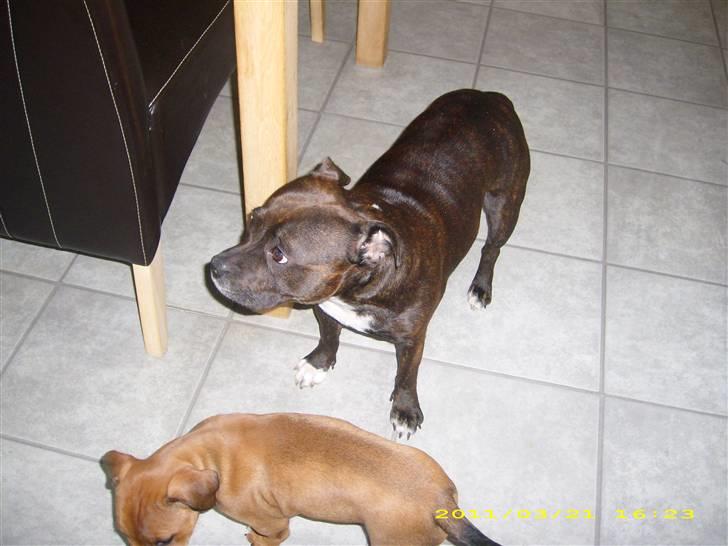 Staffordshire bull terrier Freja - Freja med den sidste hvalp Trunte.. billede 6