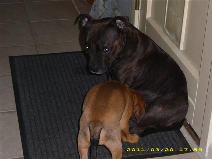 Staffordshire bull terrier Freja billede 7