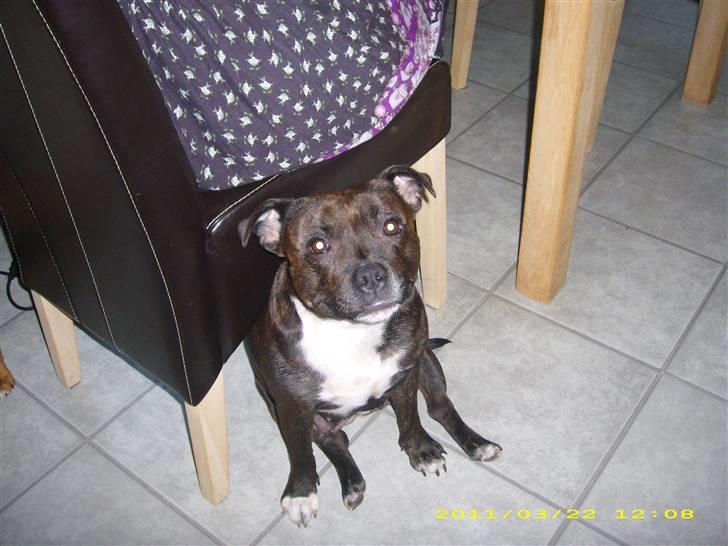 Staffordshire bull terrier Freja billede 8