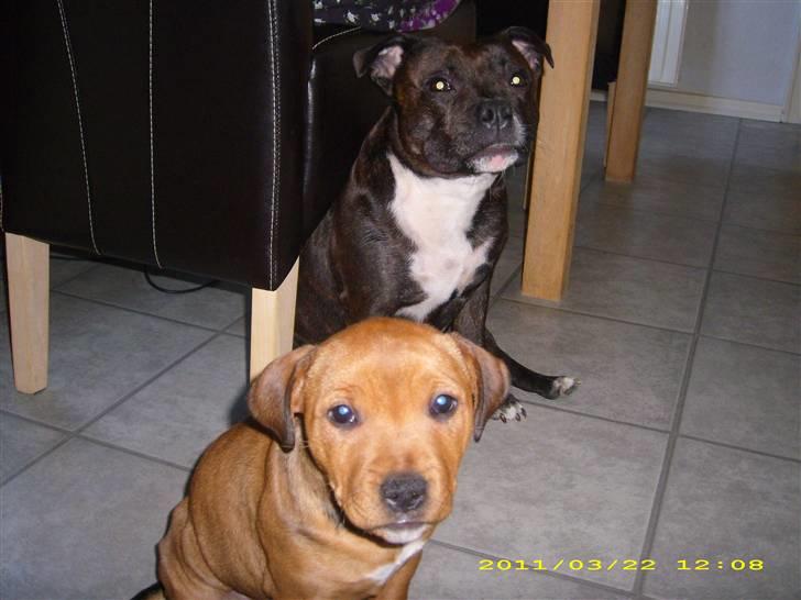 Staffordshire bull terrier Freja - Freja og Trunte billede 9