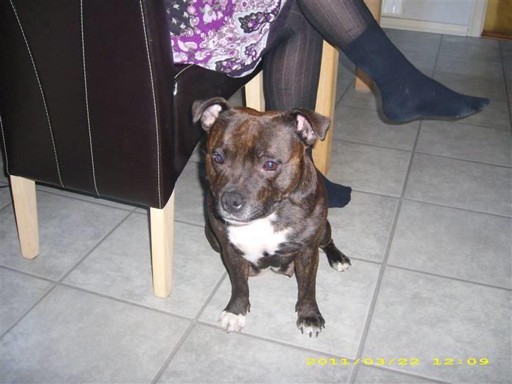 Staffordshire bull terrier Freja billede 10