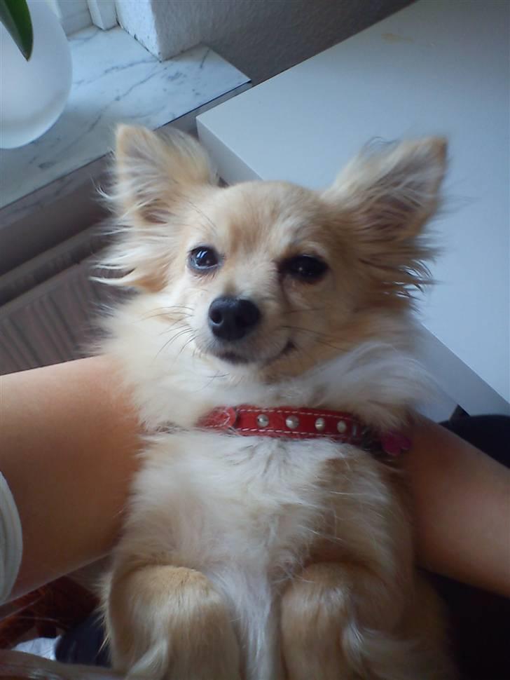 Blanding af racer Chili billede 1