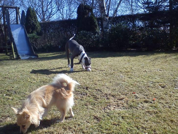 Blanding af racer Chili billede 2