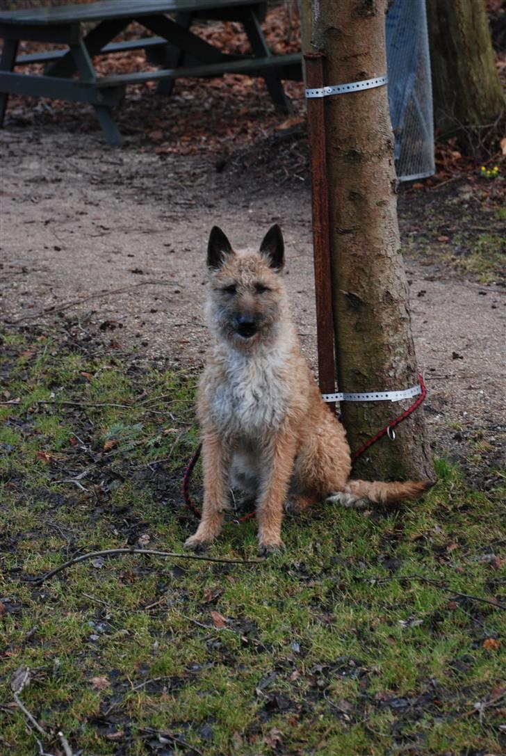 Laekenois Sunred´s Cindy V. Quint (R.I.P) billede 12