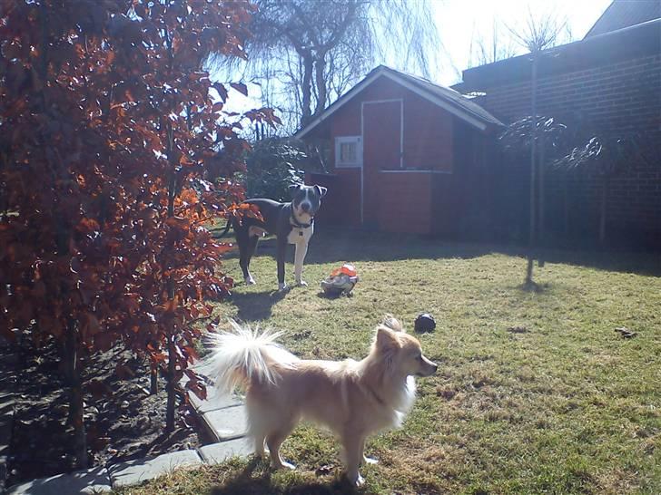 Blanding af racer Chili billede 3