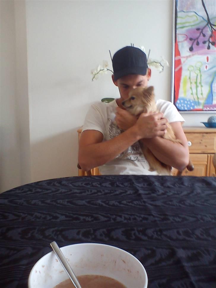 Blanding af racer Chili billede 4