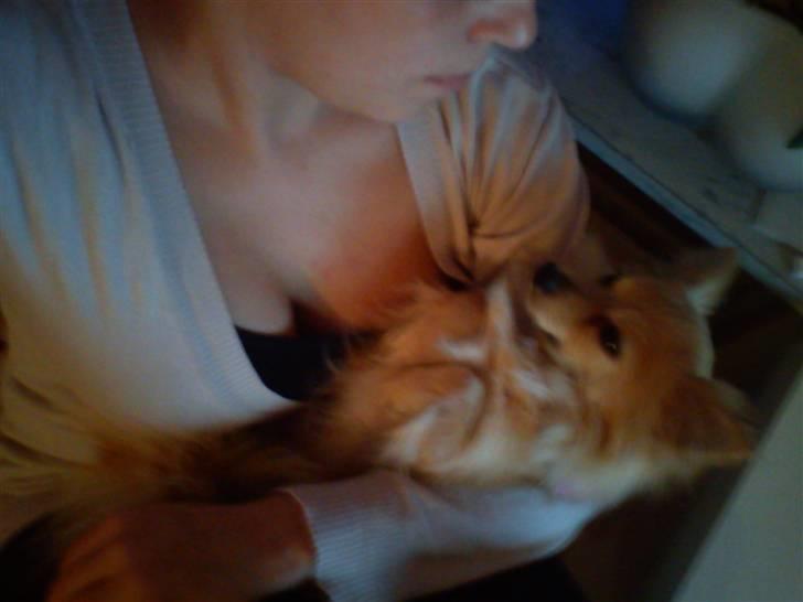 Blanding af racer Chili billede 5