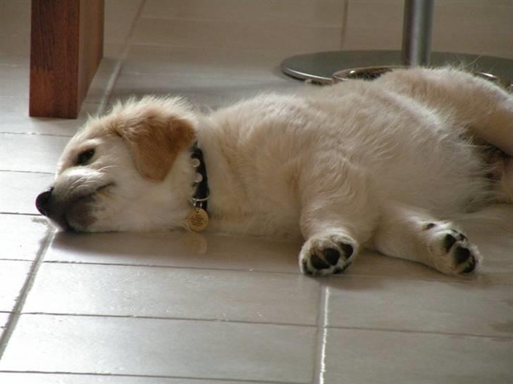 Golden retriever Teddy *Savlegøj* billede 1