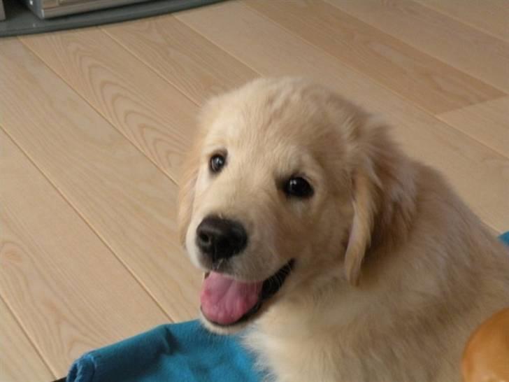 Golden retriever Teddy *Savlegøj* billede 2