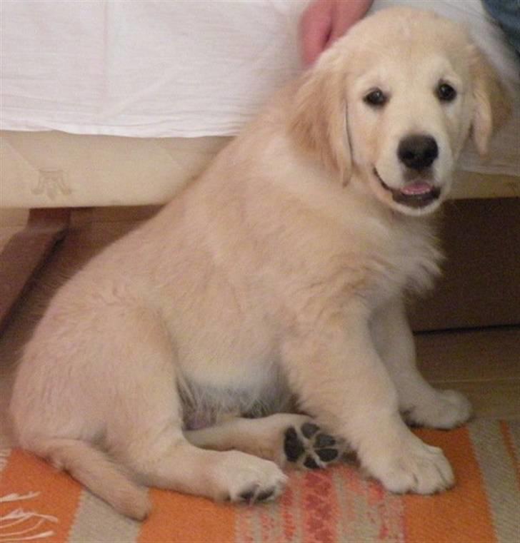 Golden retriever Teddy *Savlegøj* billede 3