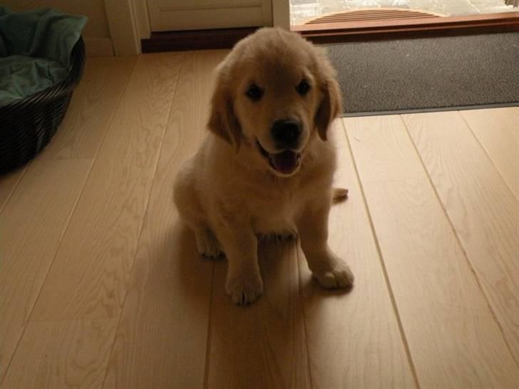 Golden retriever Teddy *Savlegøj* billede 4