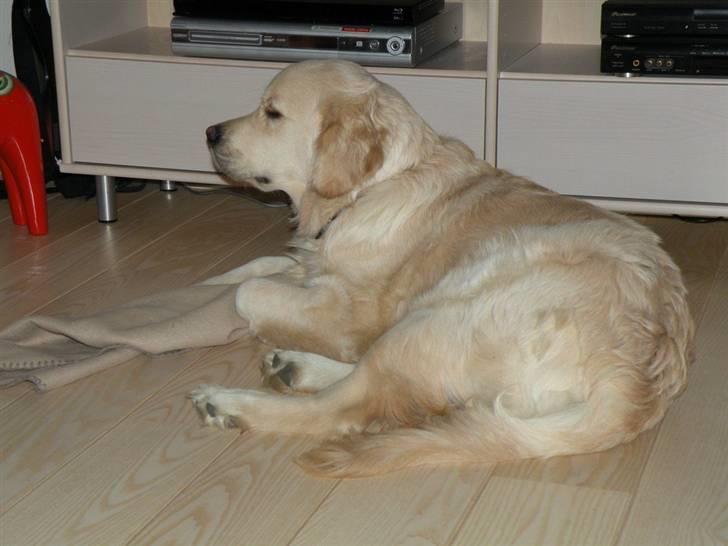 Golden retriever Teddy *Savlegøj* billede 5