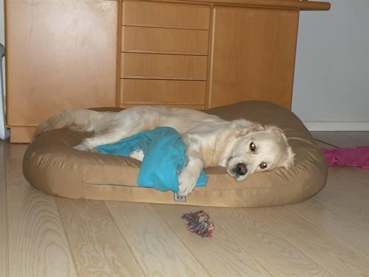 Golden retriever Teddy *Savlegøj* billede 6