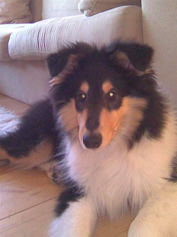 Collie langhåret Luffe billede 6