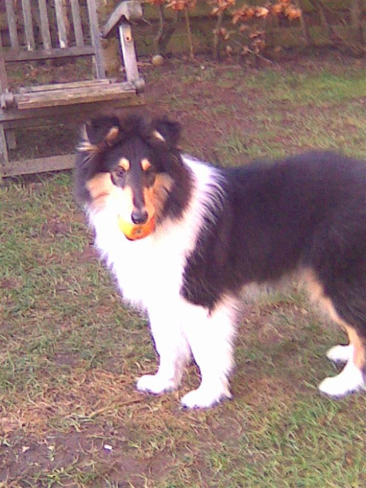 Collie langhåret Luffe billede 7