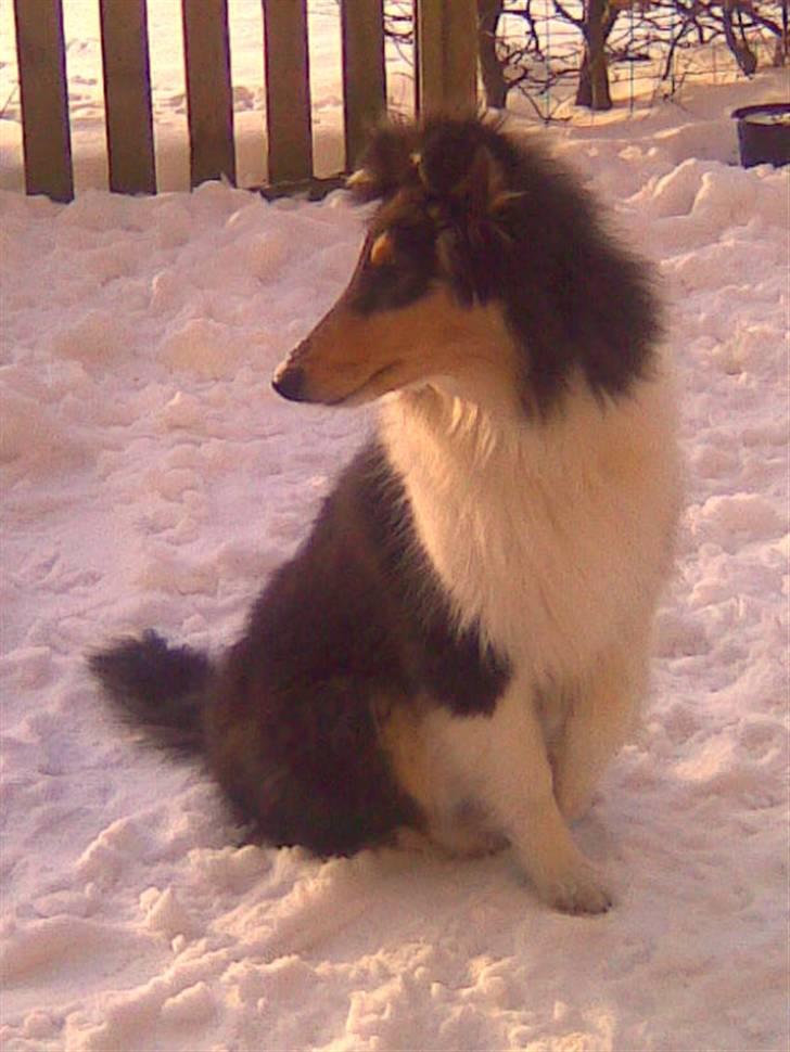 Collie langhåret Luffe billede 8