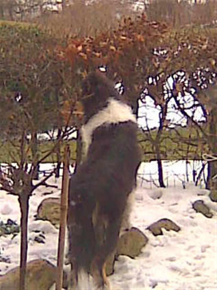 Collie langhåret Luffe billede 9