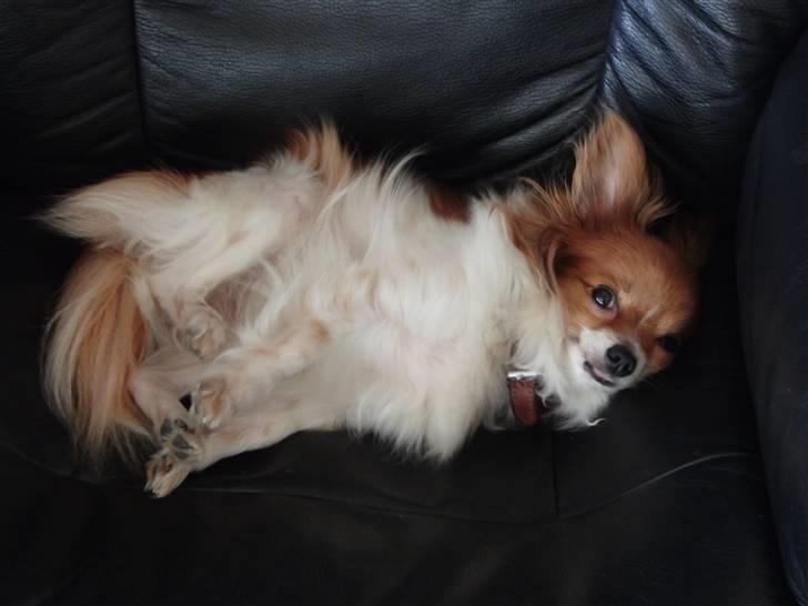 Papillon Daisy AKA Krybet - har lige taget en lille lur... billede 11