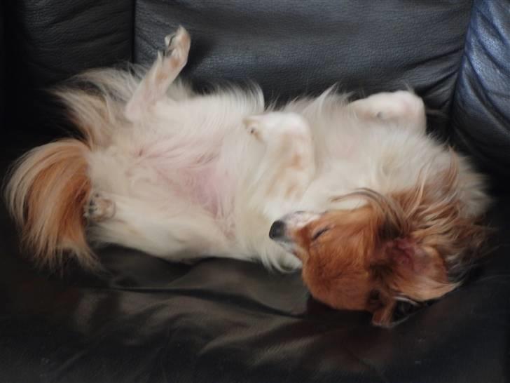 Papillon Daisy AKA Krybet - sover igen... billede 13