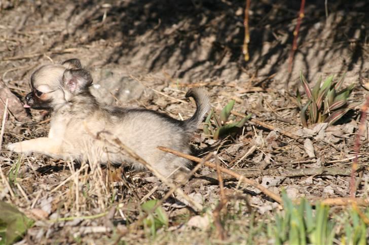 Chihuahua Bim Bim (Lulu (2010-2011) billede 14